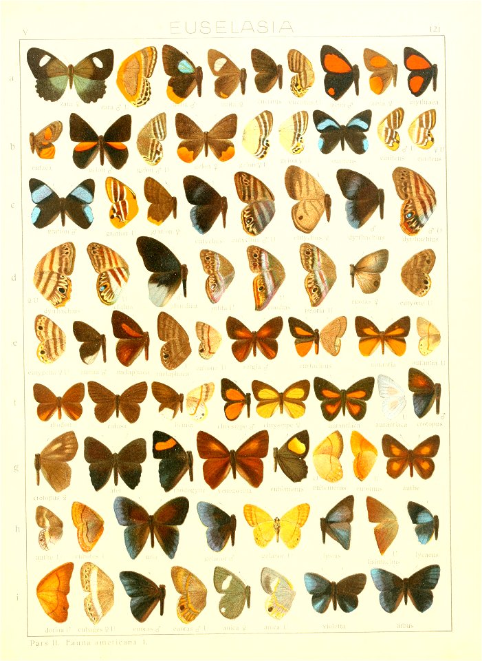 Macrolepidoptera15seit 0269