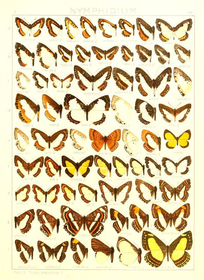 Macrolepidoptera15seit 0305