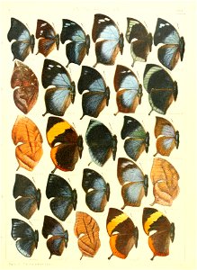 Macrolepidoptera15seit 0261