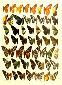 Macrolepidoptera15seit 0357