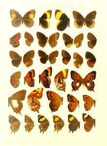 Macrolepidoptera15seit 0121