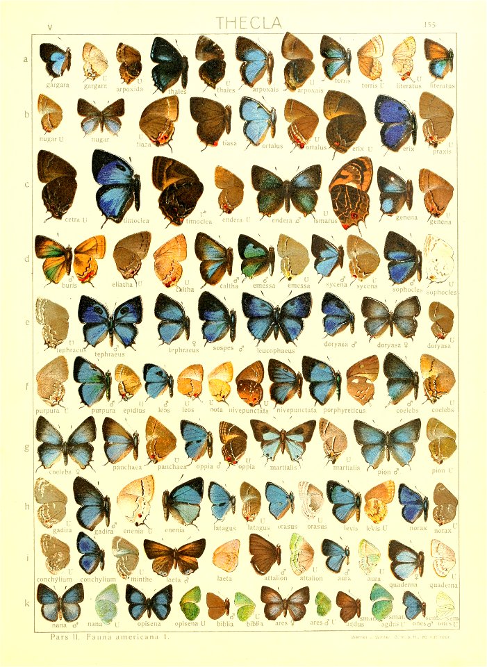 Macrolepidoptera15seit 0337