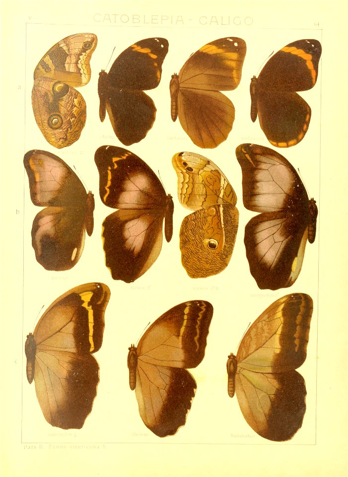 Macrolepidoptera15seit 0137