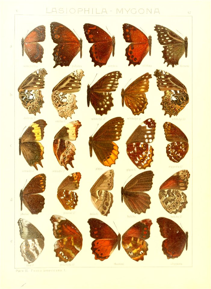 Macrolepidoptera15seit 0123