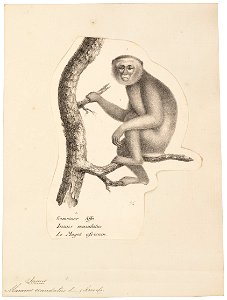 Macacus ecaudatus - 1809-1845 - Print - Iconographia Zoologica - Special Collections University of Amsterdam - UBA01 IZ20000055