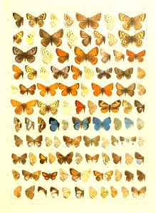 Macrolepidoptera15seit 0317