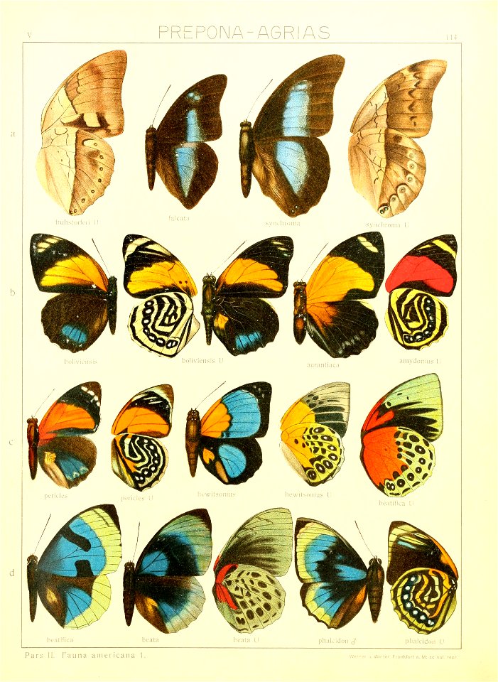 Macrolepidoptera15seit 0249