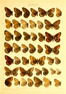 Macrolepidoptera01seitz 0087