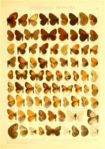 Macrolepidoptera01seitz 0103