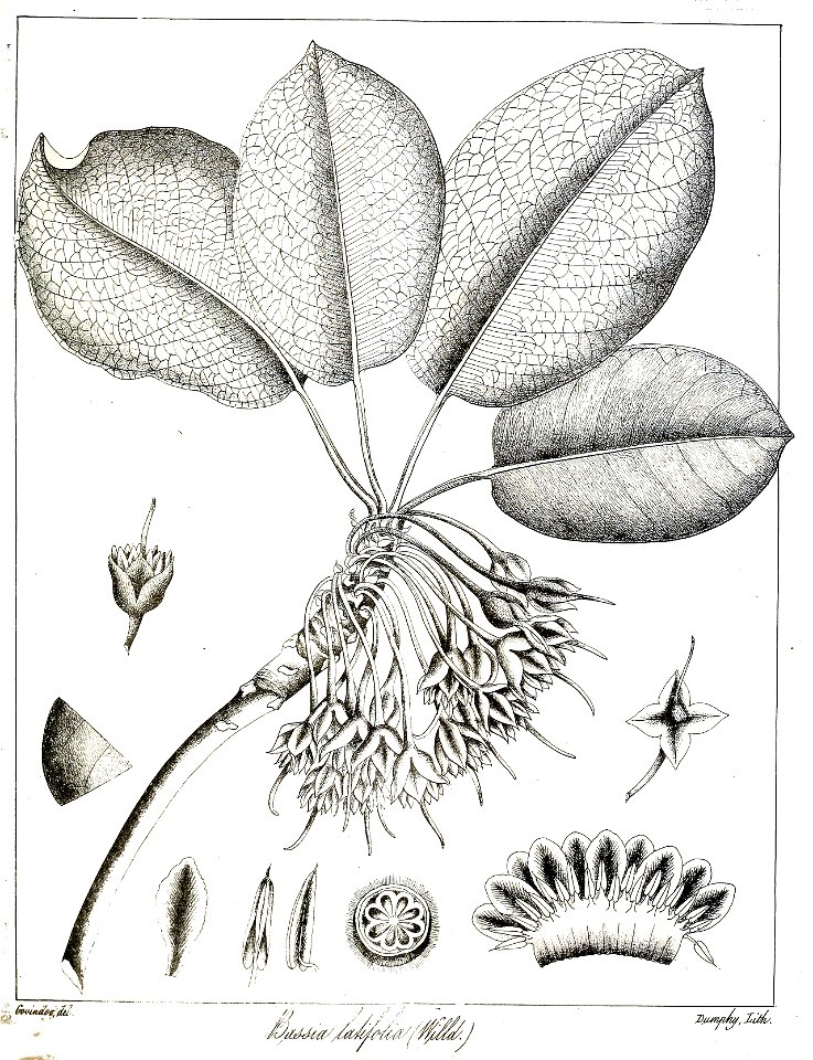 Madhuca longifolia Govindoo