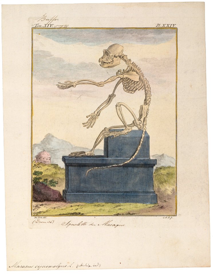 Macacus cynomolgus - skelet - 1700-1880 - Print - Iconographia Zoologica - Special Collections University of Amsterdam - UBA01 IZ20000007