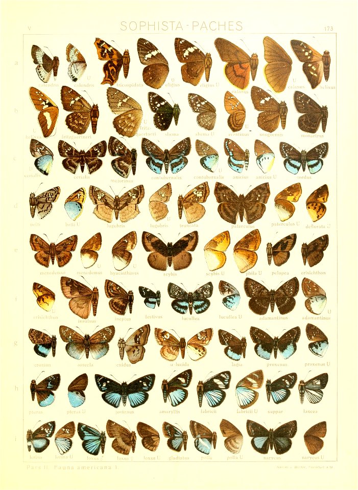 Macrolepidoptera15seit 0373