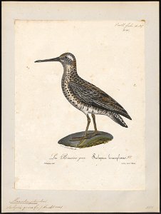 Macrorhamphus griseus - 1825-1834 - Print - Iconographia Zoologica - Special Collections University of Amsterdam - UBA01 IZ17400285