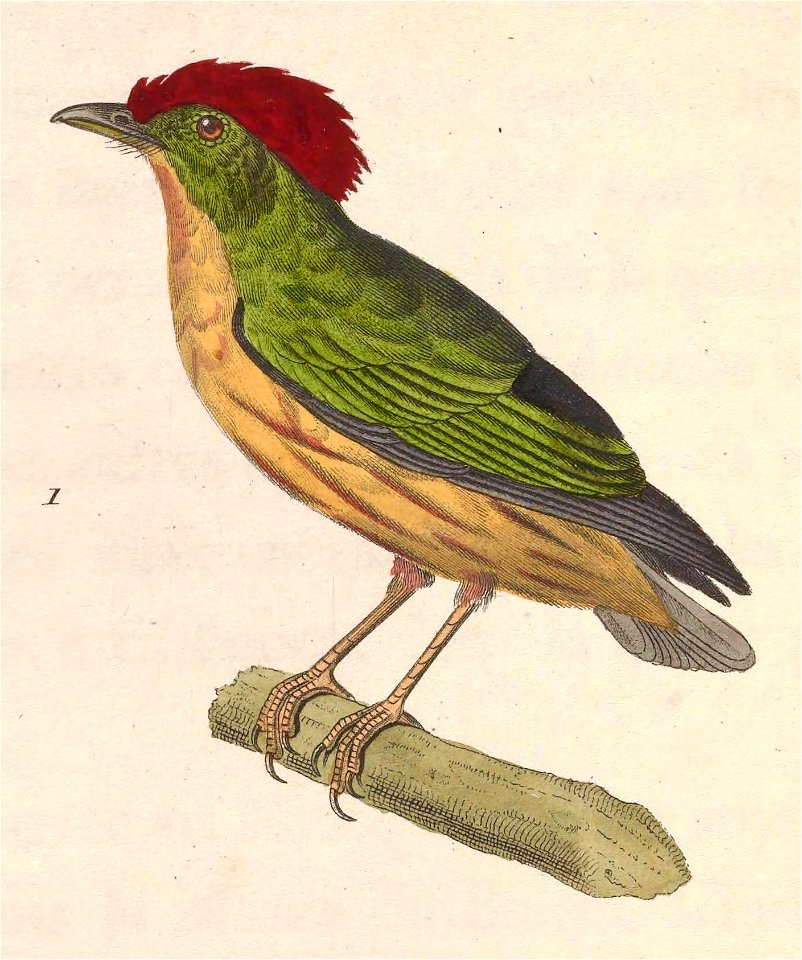 Machaeropterus regulus male 1838