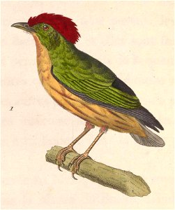 Machaeropterus regulus male 1838