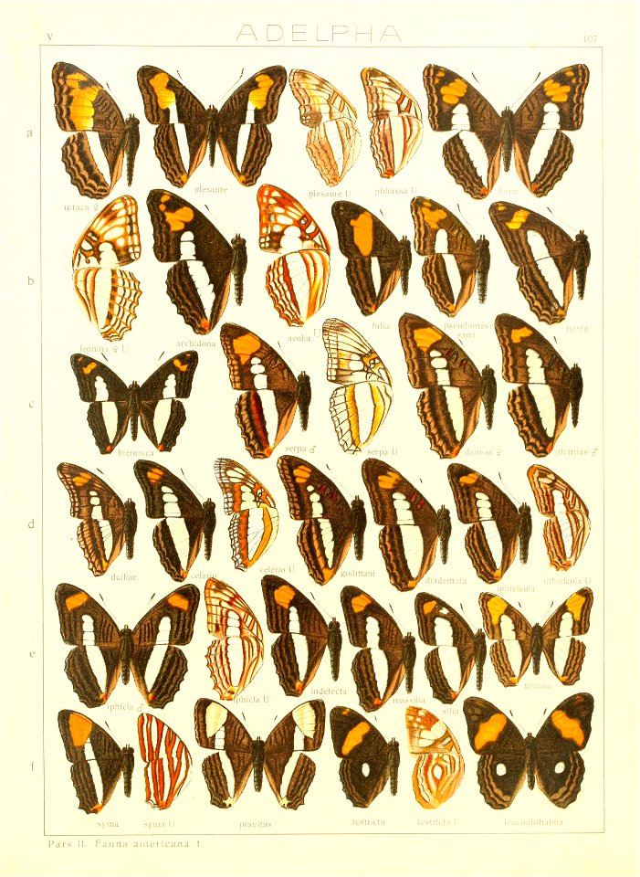 Macrolepidoptera15seit 0231