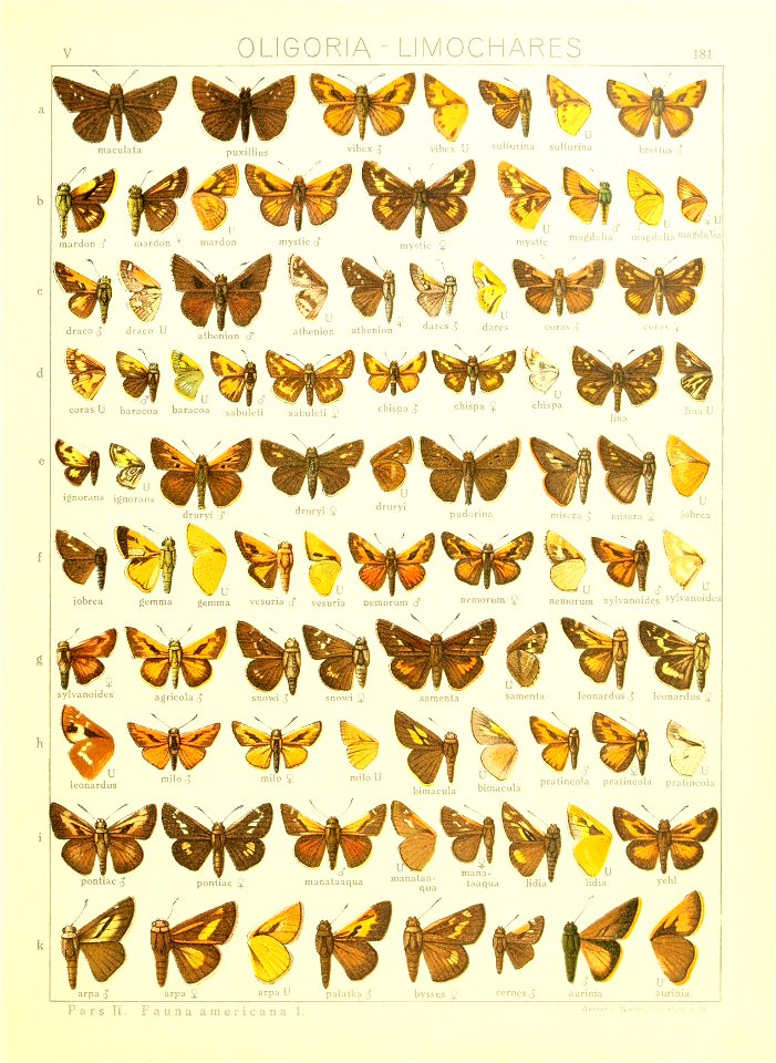 Macrolepidoptera15seit 0389