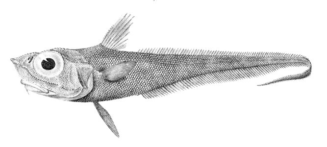 Macrourus whitsoni