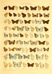 Macrolepidoptera01seitz 0167