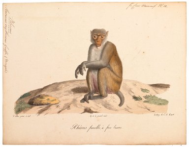 Macacus erythraeus - 1818-1842 - Print - Iconographia Zoologica - Special Collections University of Amsterdam - UBA01 IZ20000085