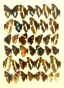 Macrolepidoptera15seit 0239