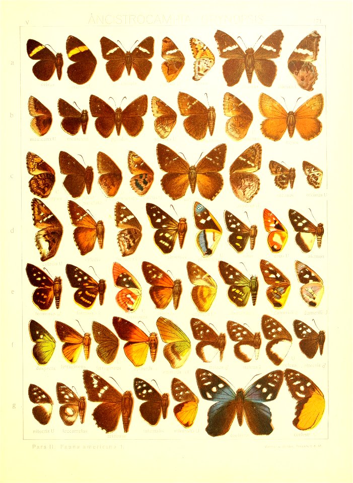 Macrolepidoptera15seit 0369