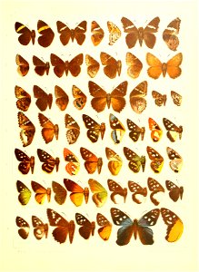 Macrolepidoptera15seit 0369