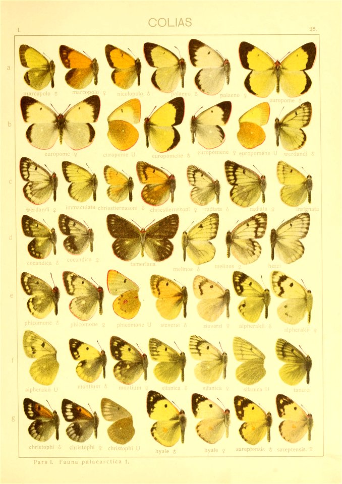 Macrolepidoptera01seitz 0057