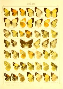 Macrolepidoptera01seitz 0057