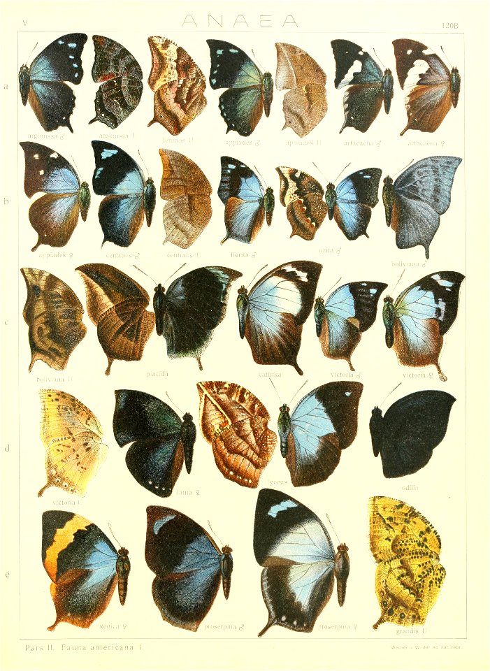 Macrolepidoptera15seit 0263