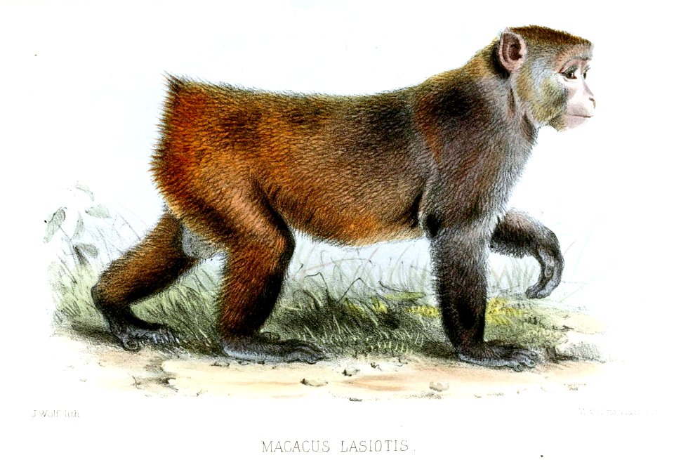 MacacusLasiotisWolf