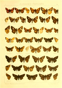 Macrolepidoptera01seitz 0183