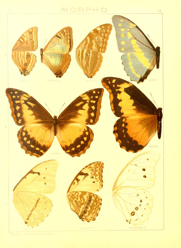 Macrolepidoptera15seit 0145