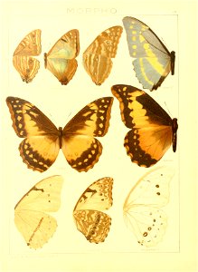 Macrolepidoptera15seit 0145