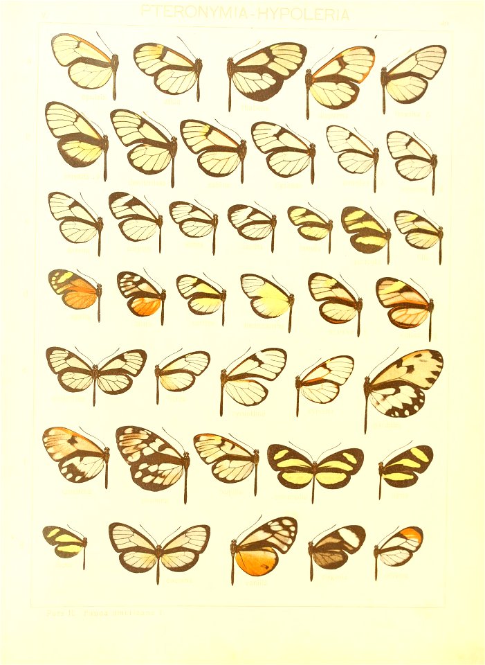 Macrolepidoptera15seit 0089