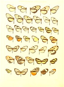 Macrolepidoptera15seit 0089