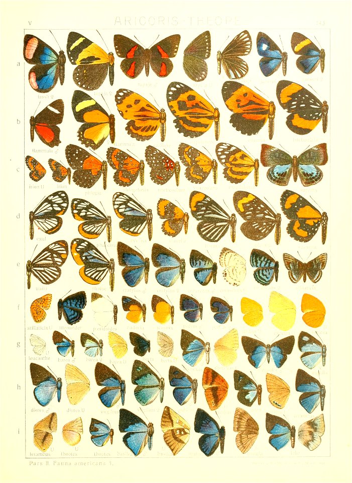 Macrolepidoptera15seit 0313