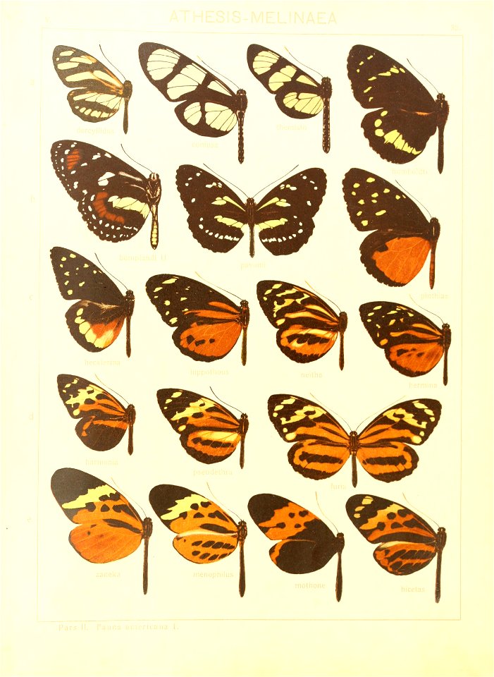 Macrolepidoptera15seit 0073