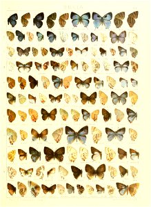 Macrolepidoptera15seit 0345