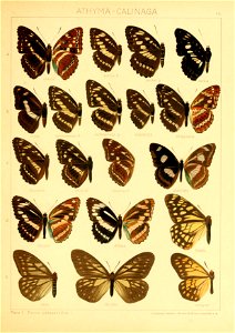 Macrolepidoptera01seitz 0125