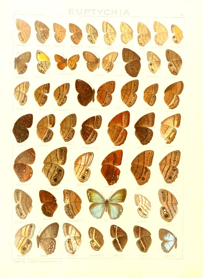 Macrolepidoptera15seit 0105