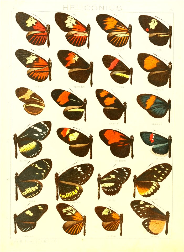 Macrolepidoptera15seit 0161