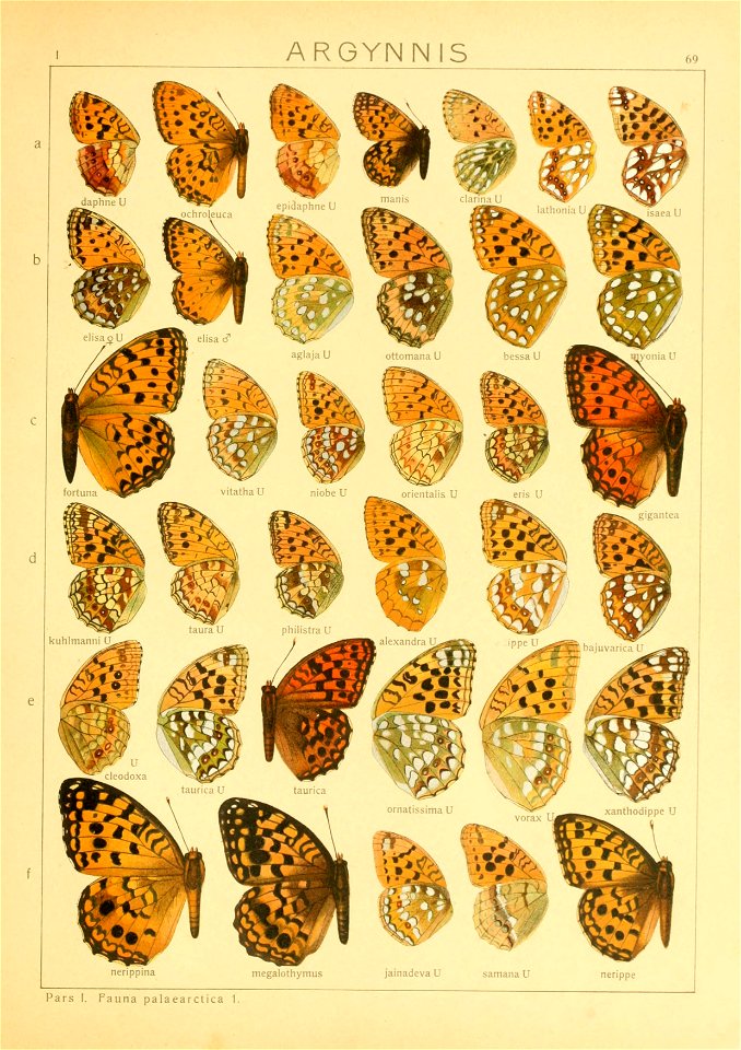 Macrolepidoptera01seitz 0145