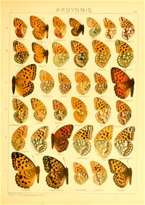 Macrolepidoptera01seitz 0145