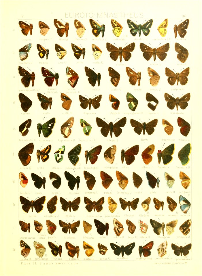 Macrolepidoptera15seit 0401