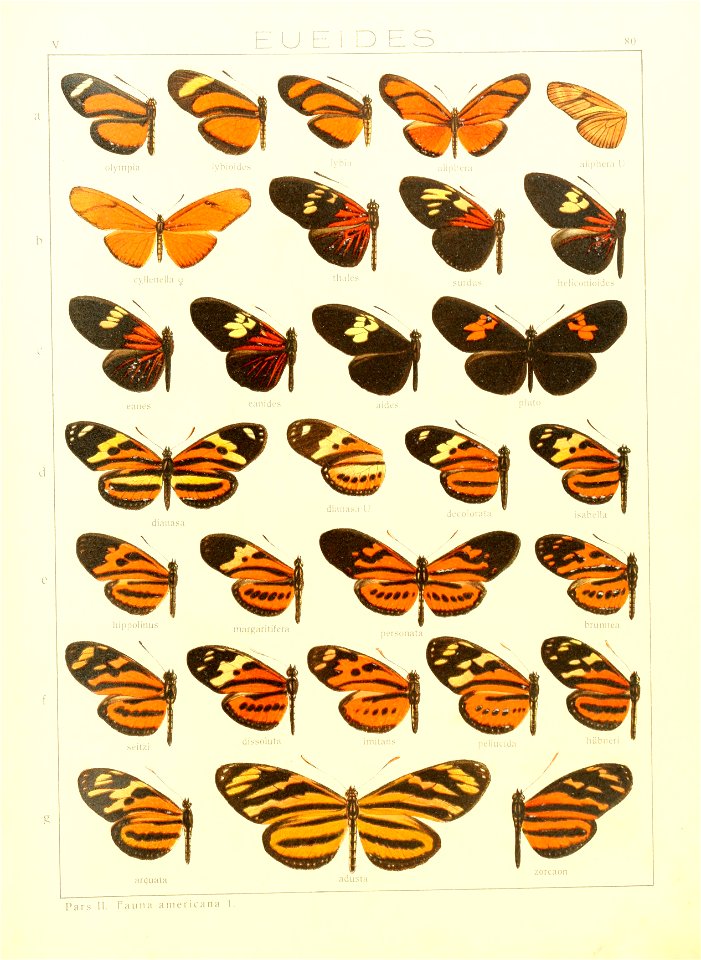 Macrolepidoptera15seit 0169
