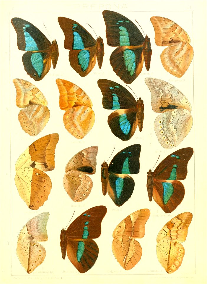 Macrolepidoptera15seit 0241