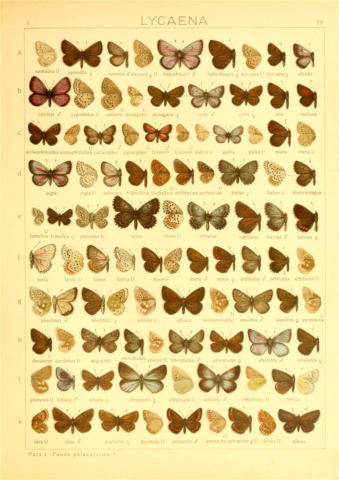 Macrolepidoptera01seitz 0165