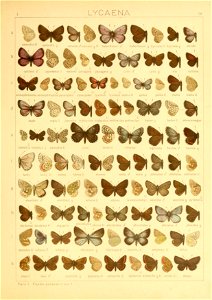 Macrolepidoptera01seitz 0165