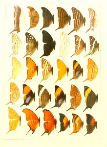 Macrolepidoptera15seit 0201